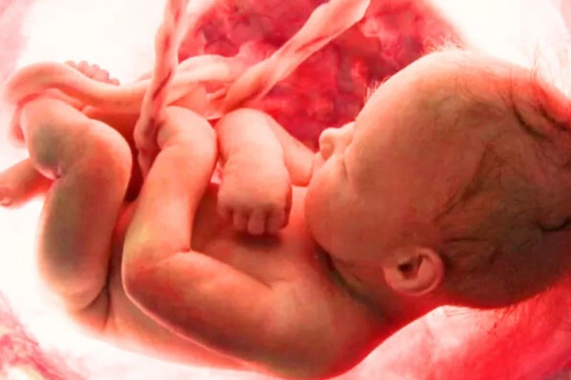 Ultralydsbillede af foster i andet trimester